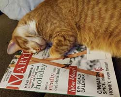 Karla's cat resting on MaryJanesFarm magazine