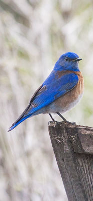 blue bird in spring