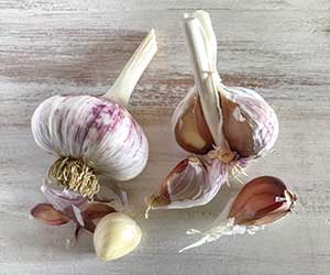 “MaryJane” Garlic Seed (hardneck) 